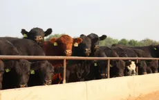 Hàng nghìn gia súc chết do nắng nóng bị vứt ở bãi rác Kansas