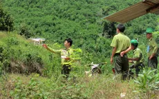 Lâm Đồng bảo vệ rừng bằng flycam