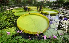 Phát hiện loài hoa súng khổng lồ mới tại Anh