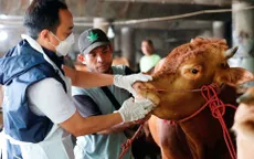 Bệnh lở mồm long móng “phủ bóng” lên lễ hội Eid al-Adha ở Indonesia
