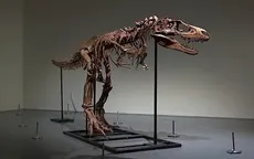 Đấu giá bộ xương khủng long Gorgosaurus quý hiếm
