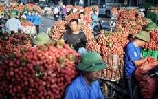 Bắc Giang đã tiêu thụ hơn 120.000 tấn vải thiều
