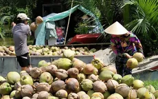 Giá dừa khô Bến Tre thấp kỷ lục