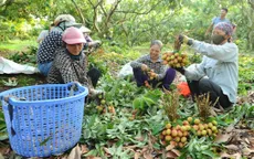 Vải thiều Hải Dương được giá nhất 10 năm qua