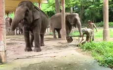 Sản xuất giấy từ... phân voi