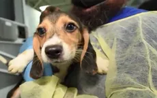 Giải cứu 4.000 chú chó nuôi để bán làm thí nghiệm