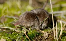 Trung Quốc phát hiện hàng chục người nhiễm virus Langya mới gây sốt nghiêm trọng