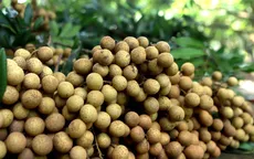 Nhãn Hòa Bình xuất sang châu Âu