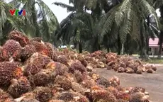 Thiếu lao động nghiêm trọng, 3 triệu tấn cọ của Malaysia có thể bị vứt bỏ