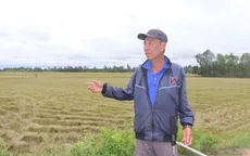 Làm rõ việc chuyển sử dụng đất trồng lúa thực hiện dự án ở Long An