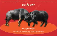 Hấp dẫn Lễ hội chọi trâu truyền thống Đồ Sơn 2022