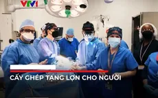 Tranh cãi về đạo đức trong việc ghép tạng lợn cho người