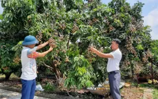 1.500 tấn nhãn Bắc Giang đạt tiêu chuẩn xuất khẩu