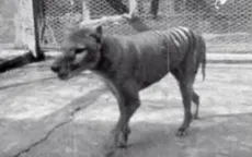 Các nhà khoa học lên kế hoạch "hồi sinh" loài động vật tuyệt chủng từ năm 1936