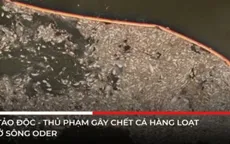 Tảo độc - thủ phạm gây chết cá hàng loạt ở sông Oder