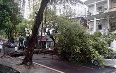 Cây xanh đè bẹp ô tô đỗ trên phố Hà Nội sau cơn mưa lớn