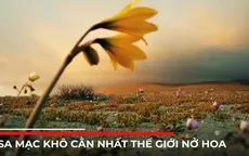 Hoa nở trên sa mạc khô cằn nhất thế giới