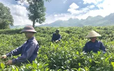 Làm giàu từ phát triển cây đặc sản vùng cao
