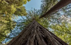 Du khách cố gắng tiếp cận cây cao nhất thế giới có thể đối mặt án 6 tháng tù giam