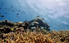 Rạn san hô Great Barrier ở Australia đạt độ phủ cao nhất trong 36 năm