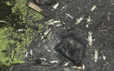 Trận cháy rừng lớn nhất năm ở California “tiêu diệt” hàng chục nghìn con cá