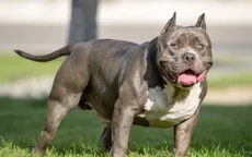 Một phụ nữ 64 tuổi bị chó Pitbull cắn tử vong