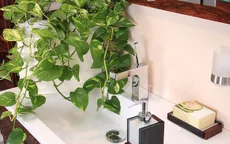 Những loại cây thích hợp nên đặt trong phòng tắm nhà bạn