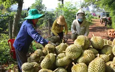 Lô sầu riêng đầu tiên xuất chính ngạch sang Trung Quốc