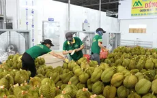 Chính thức xuất khẩu lô sầu riêng chính ngạch sang Trung Quốc