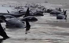 Hơn 200 cá voi mắc cạn tập thể ở Tasmania, chỉ 35 con sống sót