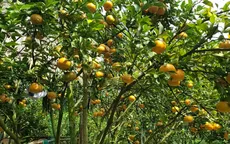 Làng hoa Sa Đéc nườm nượp đón khách ngày đầu năm mới