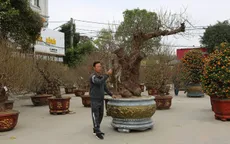 Choáng với gốc đào “khủng” giá gần 100 triệu đồng