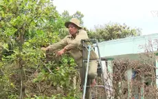 Mưa trái mùa ảnh hưởng chất lượng cây cảnh Tết ở ĐBSCL