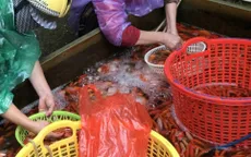 Cá chép cúng ông Táo năm nay rẻ hơn năm ngoái