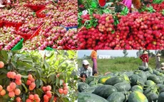 Xuất khẩu nông sản: Xây dựng thương hiệu thay vì đi "buôn chuyến"