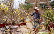 Trầm lắng thị trường hoa mai Tết
