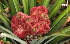 Thu lợi hàng chục triệu đồng từ khóm phụng chưng Tết