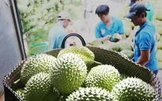 Sầu riêng hướng tới tỷ đô tại thị trường tỷ dân