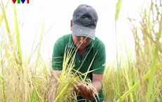 Xuân về trên cánh đồng lúa thơm - tôm sạch