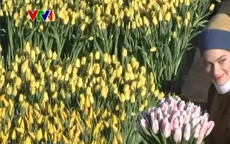 Nhộn nhịp Ngày hoa tulip tại Hà Lan