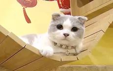 Những câu chuyện thú vị về mèo