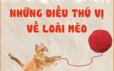 Những điều thú vị về loài mèo
