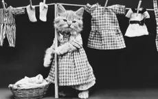 Chuyện đời của người đầu tiên đưa mèo vào trong... nhiếp ảnh