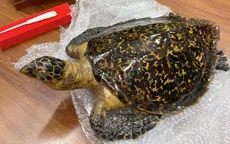 Hà Nội: Bắt giữ đối tượng vi phạm quy định về bảo vệ động vật hoang dã quý hiếm