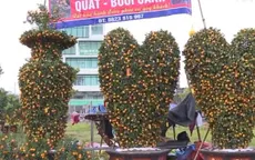 Hoa, kiểng ra chợ Tết