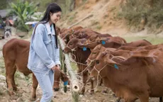 Á hậu Phương Nhi tặng bò cho nông dân nghèo quê nhà