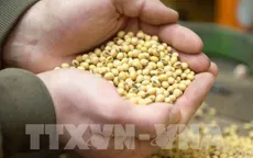 Giá lương thực toàn cầu ở mức cao kỷ lục trong năm 2022