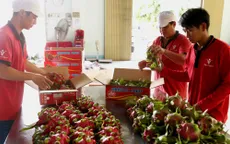 Giá thanh long tăng vọt sau khi Trung Quốc mở cửa