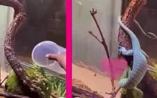 Đặt tên người yêu cũ cho dế trong ngày lễ Tình nhân