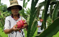Thanh long tắc đường sang Nhật, nông dân như "ngồi trên lửa"